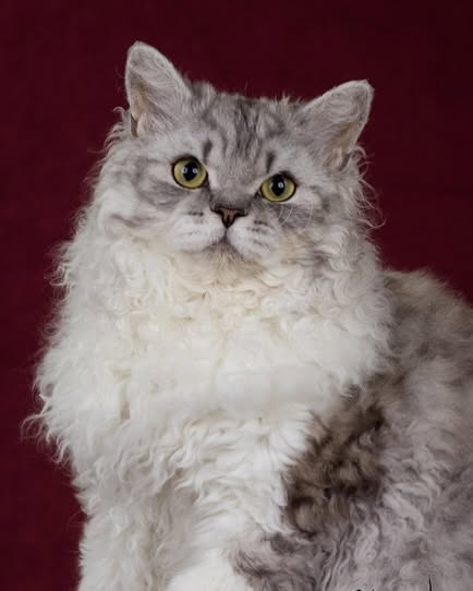 RW SGC Kitti Kat Kumo of Muzzbecatz